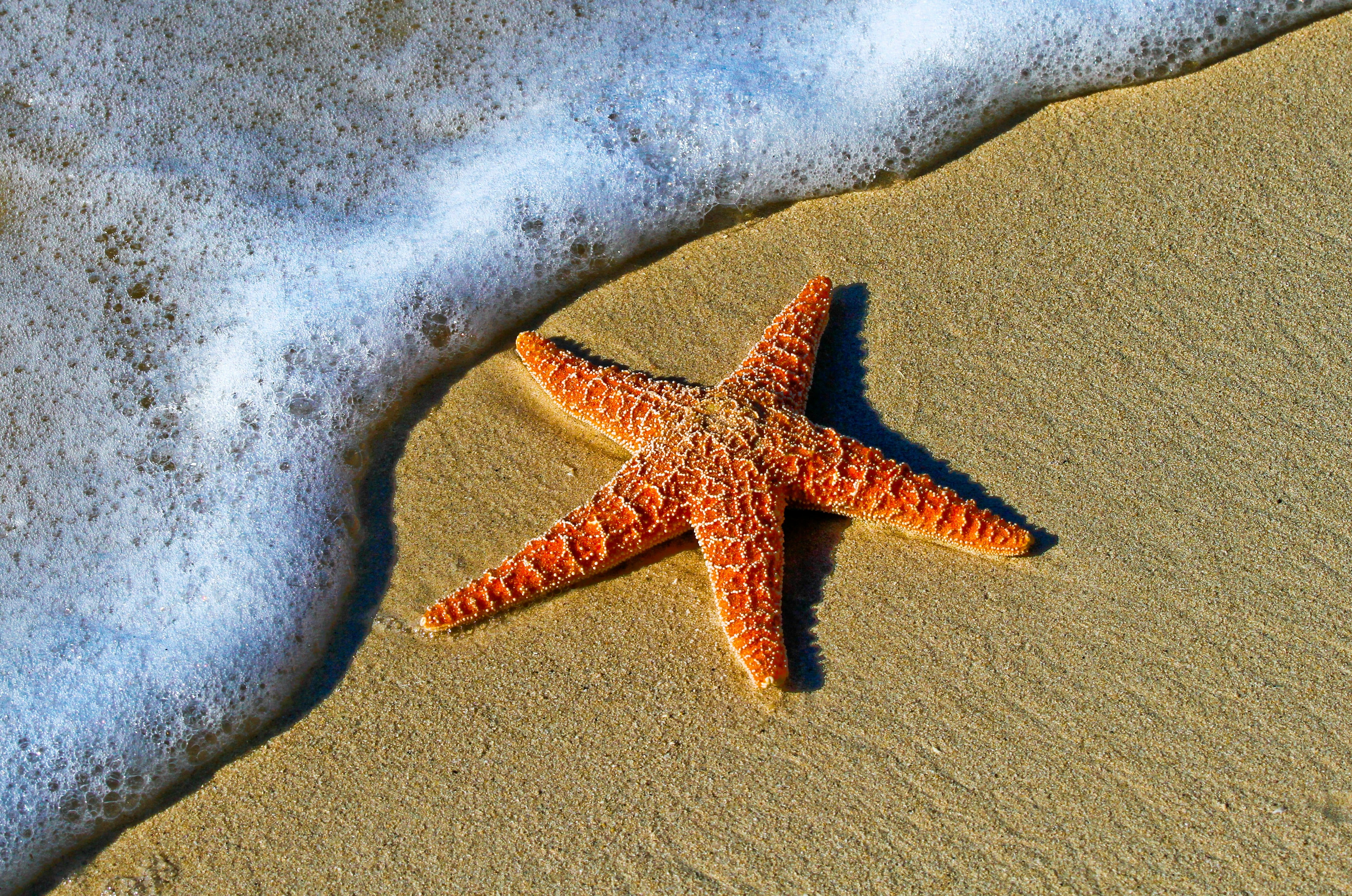 Estrella de mar