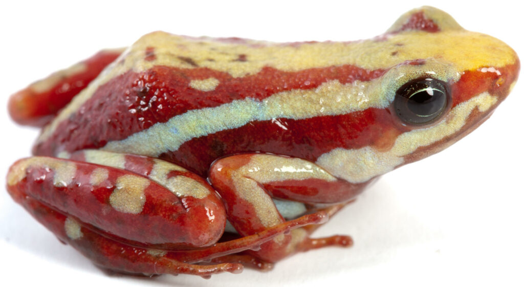 Una rana del sur de Ecuador y del norte de Perú en el centro del caso de Alexéi Navalni - 739d63a5d0c573f4481b3e1ee2952b01c79a0988w-1024x561