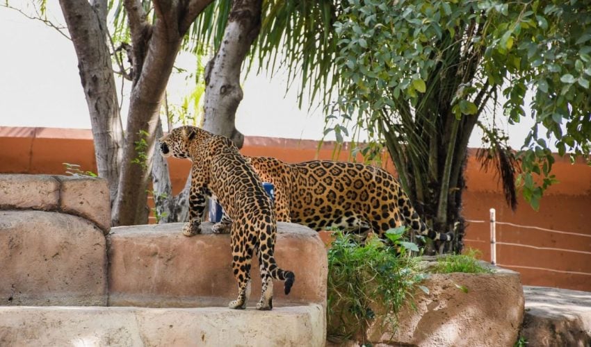 cpb-005-2026-ofrece-comision-de-parques-zoo-visitas-4-850x500-1