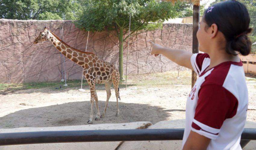 cpb-005-2026-ofrece-comision-de-parques-zoo-visitas-5-850x500-1