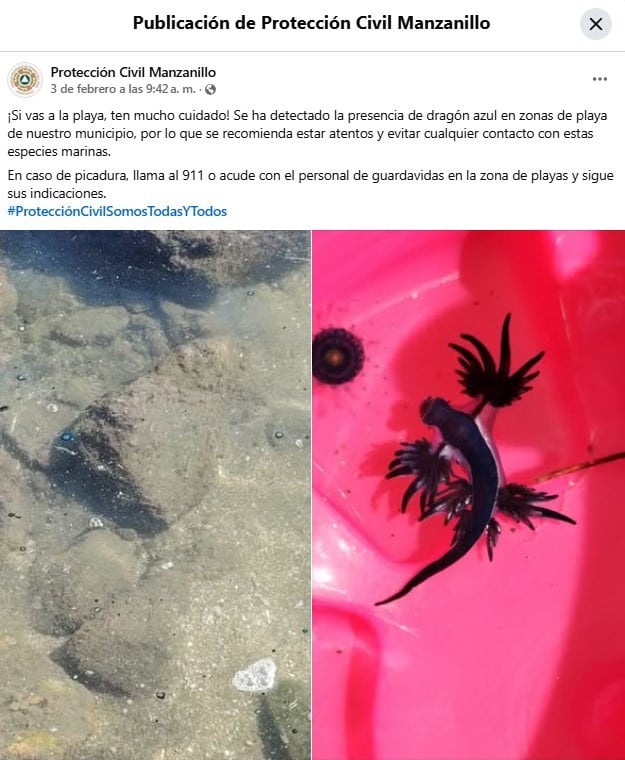 hbbaczewxjbrzcyjeend7iv2q4 Dragón azul en Manzanillo