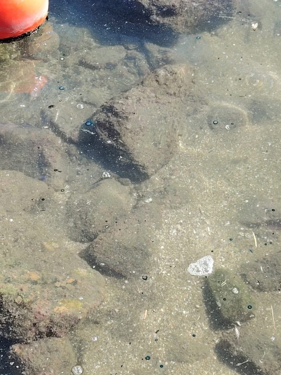 lzz74i3tjben7csrimf5pqn75q Dragón azul en Manzanillo