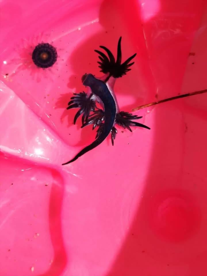 o3c3tyrsabcpdoj7igrxbnr2om Dragón azul en Manzanillo