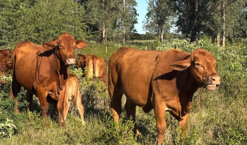 sru-028-2026-refuerza-tamaulipas-blindaje-sanitario-para-proteger-al-sector-ganadero-1-850x500-1