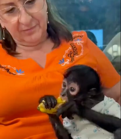 Regidora con el mono araña