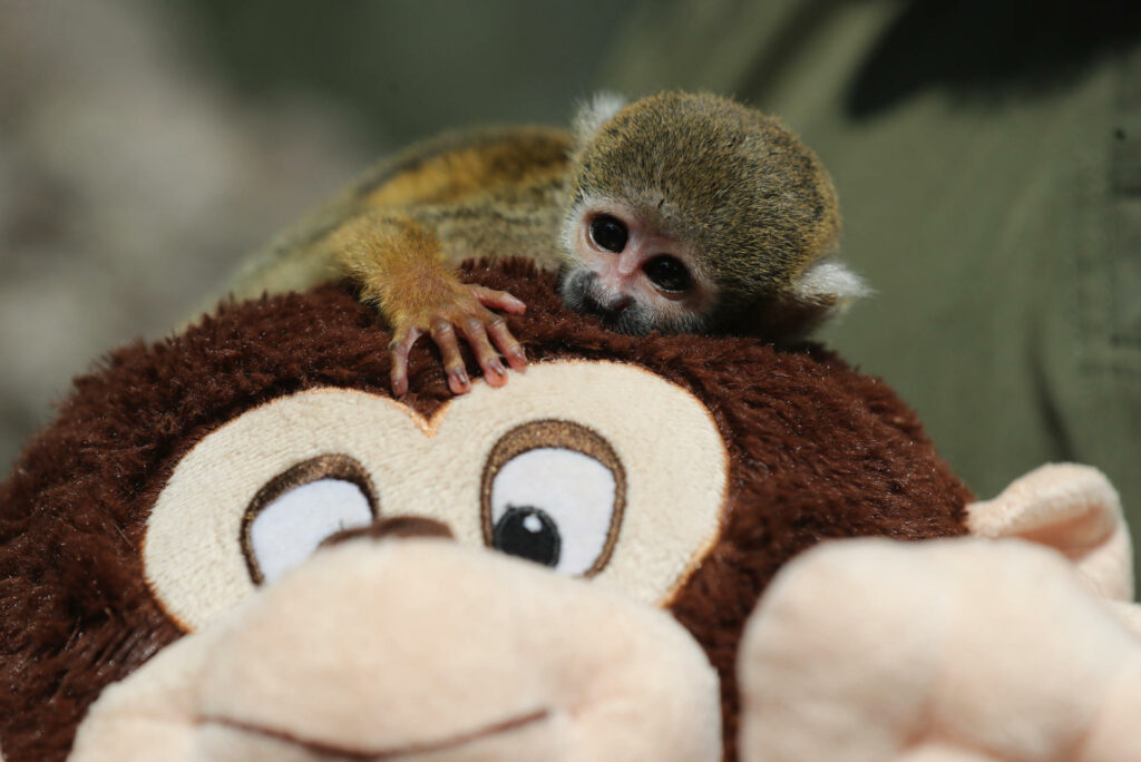 02ceeacaef5ed3180e669ca8f9eb33bca985af51w-1024x684-1 Bautizan como el Punch peruano a mono rescatado del tráfico de animales en la Amazonía - 02ceeacaef5ed3180e669ca8f9eb33bca985af51w-1024x684