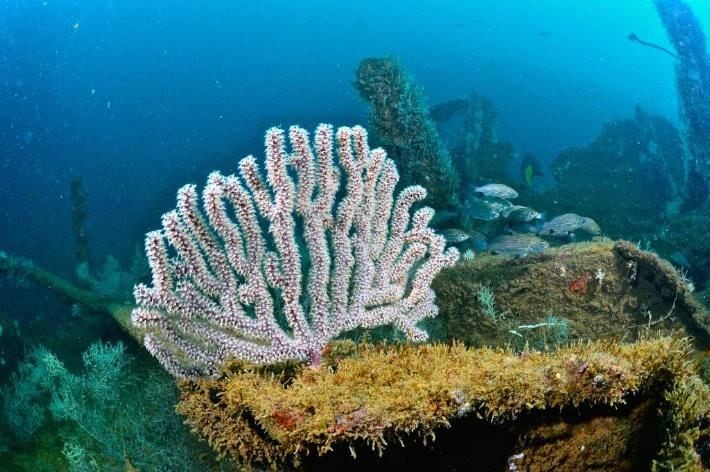 Corredor Arrecifal del Suroeste