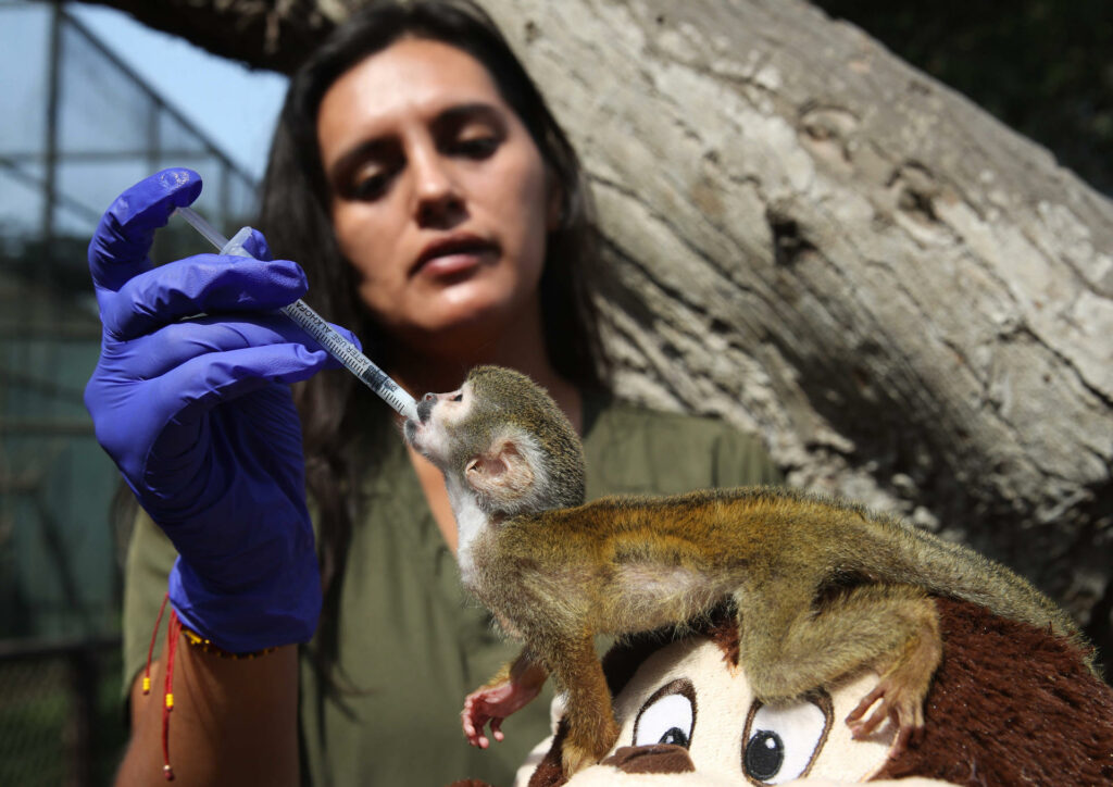 4f09872ea542d31bbcd11fd77c57a3d9c98e27dbw-1024x724-1 Bautizan como el Punch peruano a mono rescatado del tráfico de animales en la Amazonía - 4f09872ea542d31bbcd11fd77c57a3d9c98e27dbw-1024x724