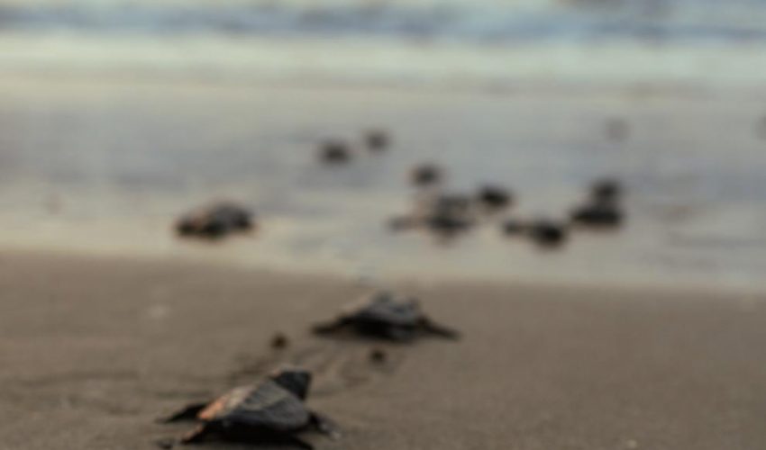 cpb-010-2026-preparan-operativos-en-playas-por-arribo-de-tortugas-durante-semana-santa-2-850x500-1