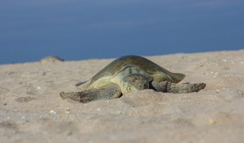 cpb-010-2026-preparan-operativos-en-playas-por-arribo-de-tortugas-durante-semana-santa-3-850x500-1