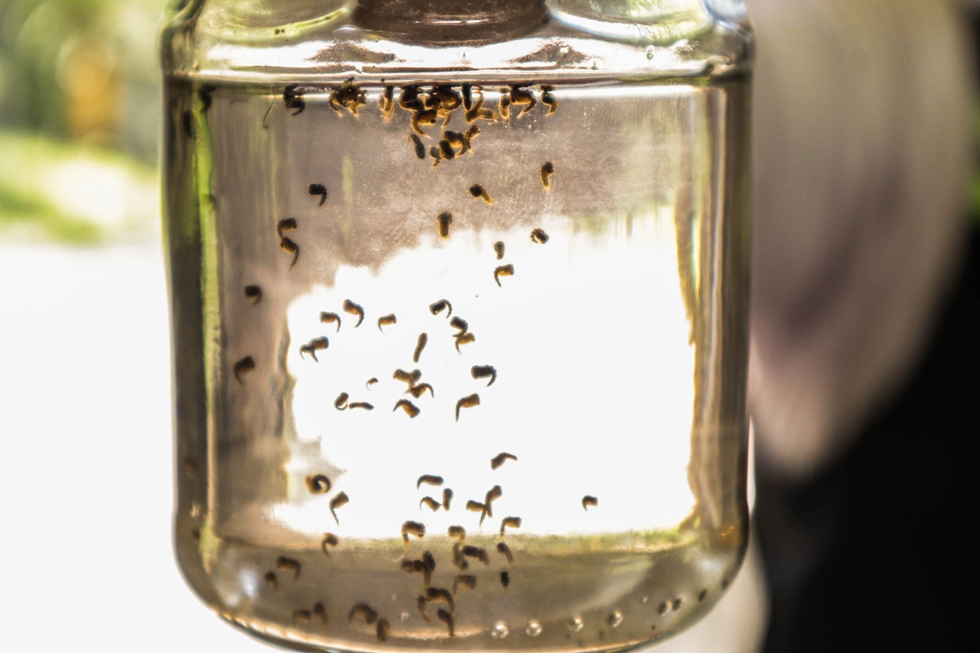 Dengue