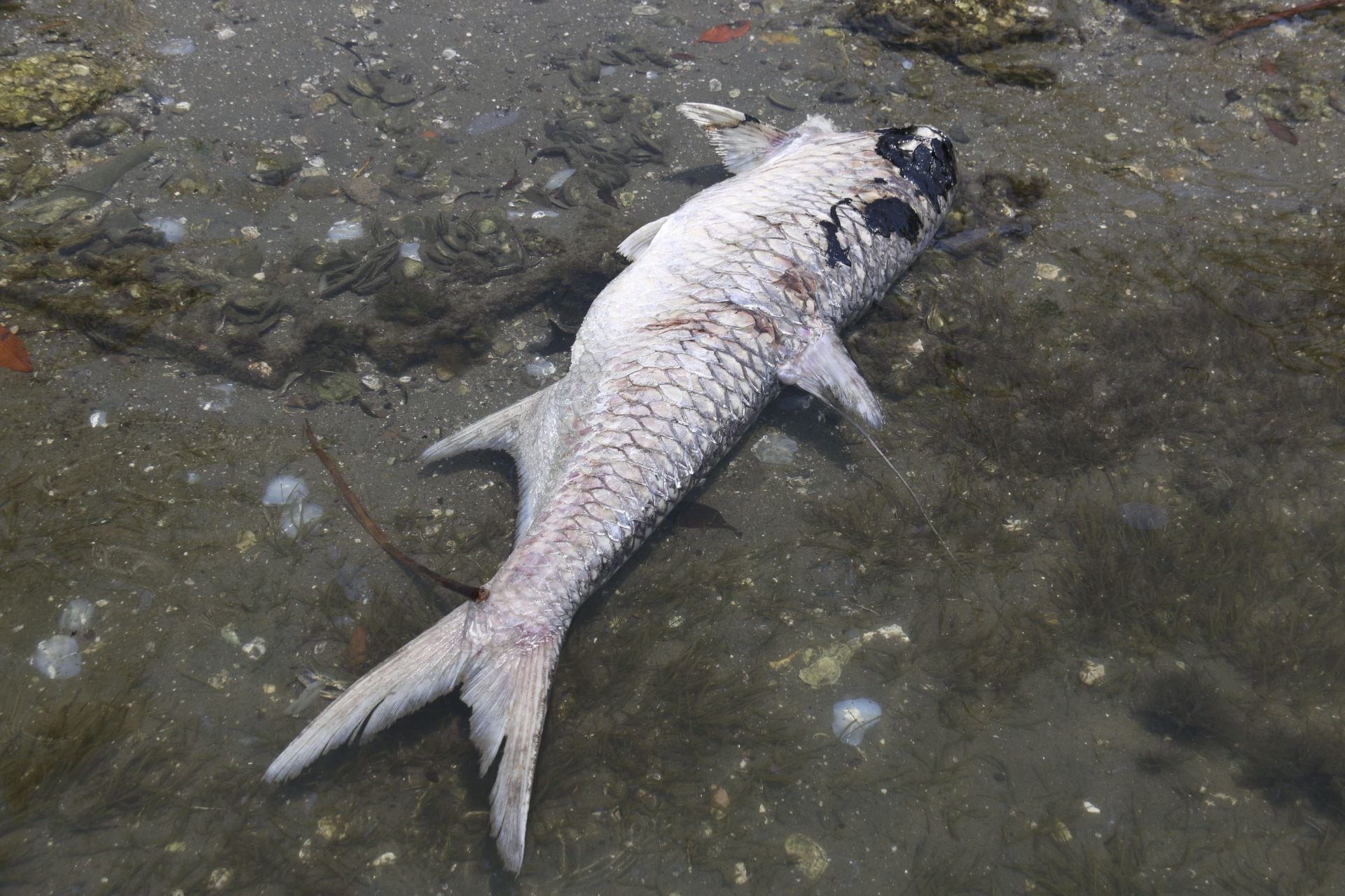 de7zqbhmobgzvlpyd6phnjw2xa Derrame de petróleo en Tabasco.