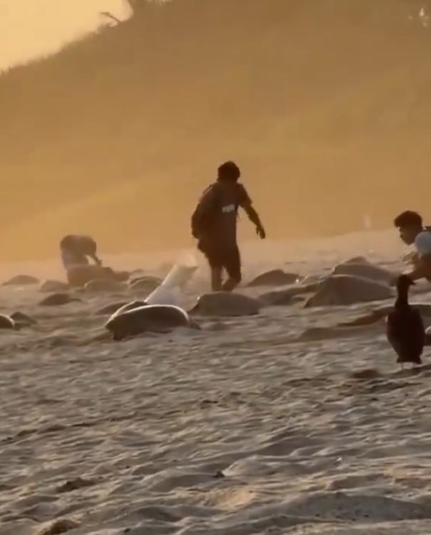 6eibdtsa6zhafjaxzxslh3tidu Profepa investiga saqueo de nidos de tortuga en Playa Escobilla