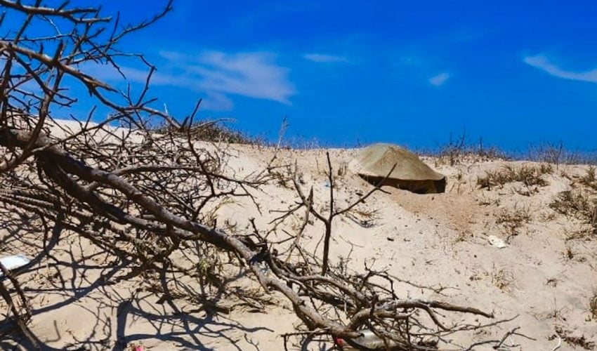 cpb-019-2026-intensifica-tamaulipas-monitoreo-y-resguardo-de-nidos-de-tortuga-lora-3-850x500-1