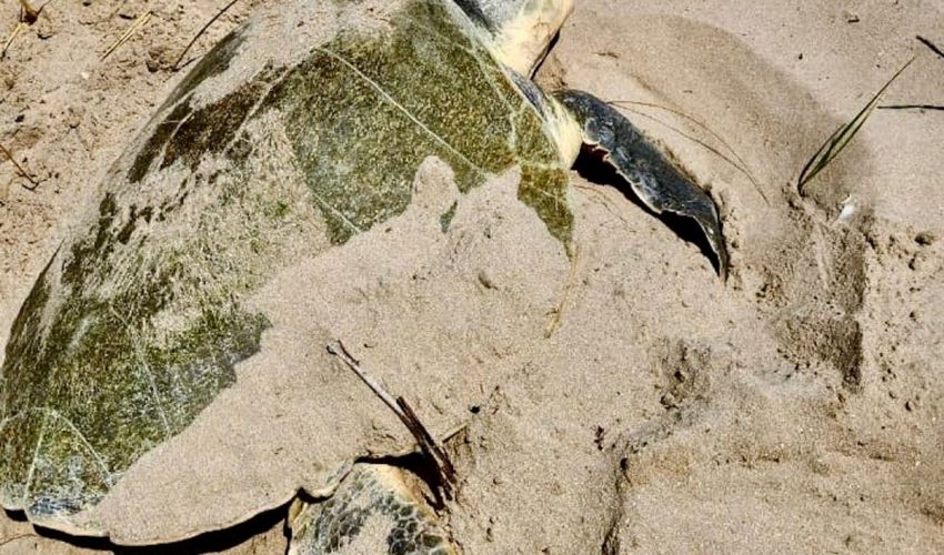 cpb-019-2026-intensifica-tamaulipas-monitoreo-y-resguardo-de-nidos-de-tortuga-lora-4-850x500-1