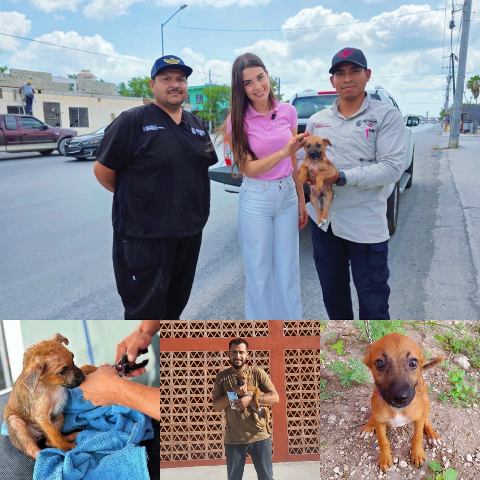 Lo demuestra Reynosa otra vez; dan amor a perrita desvalida