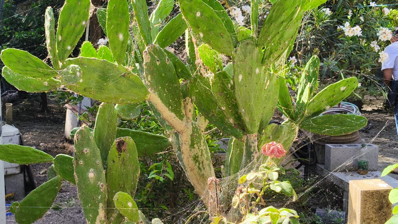 Denuncian plaga de arañas en la Lázaro Cárdenas