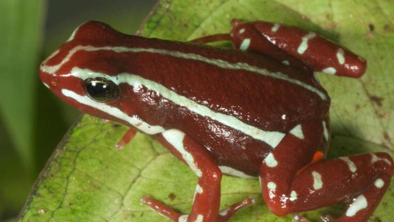 una-rana-del-sur-de-ecuador-y-del-norte-de-peru-en-el-centro-del-caso-de-alexei-navalni