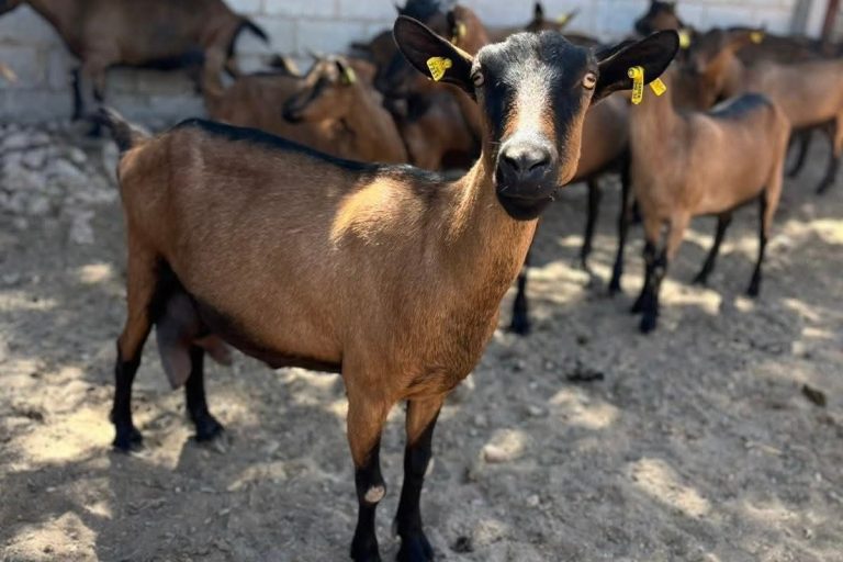 sru-050-2026-destaca-tamaulipas-con-genetica-caprina-de-alto-nivel-en-festival-nacional-8